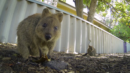 Watch 72 Cutest Animals | Netflix